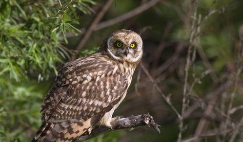 日本高溫致動物園貓頭鷹“癱”成網紅，萌態引發網友熱議